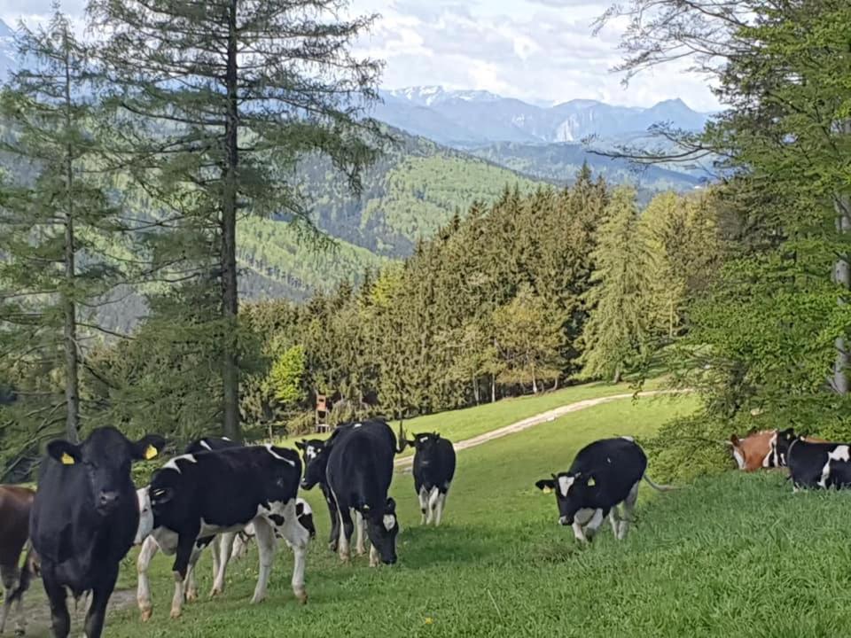 Aurach am Hongar Holzhaus "Zum Schwarz'N" 아파트 외부 사진
